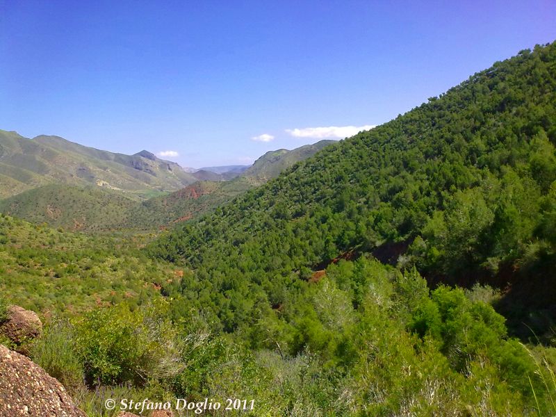 camaleonte in Marocco